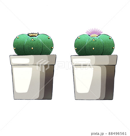 烏羽玉サボテン 88496561