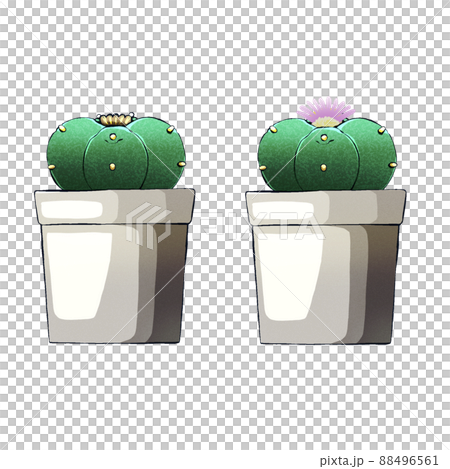 烏羽玉サボテン 88496561