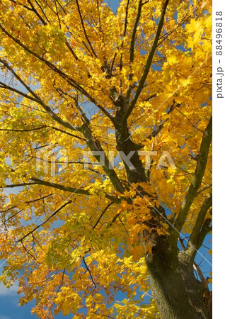 Autumn Tree 88496818