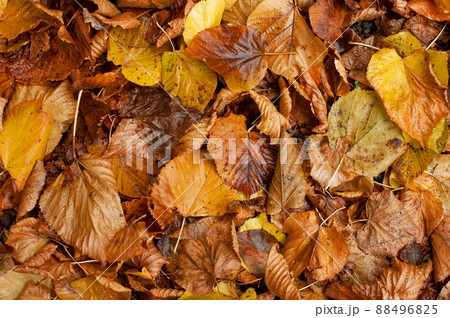 Fallen autumn leaves Fallen autumn leaves 88496825
