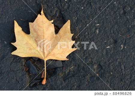 Leaf 88496826