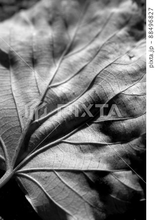 Leaf 88496827