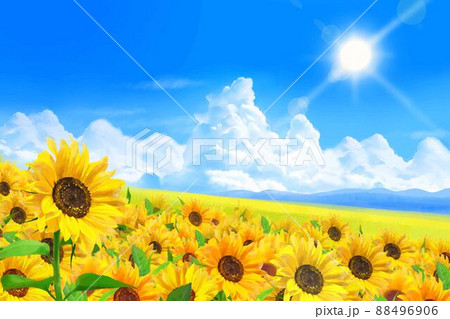 雲のある青空に輝く太陽の下美しいひまわりが咲く爽やかなひまわり畑の初夏フレーム背景素材 88496906