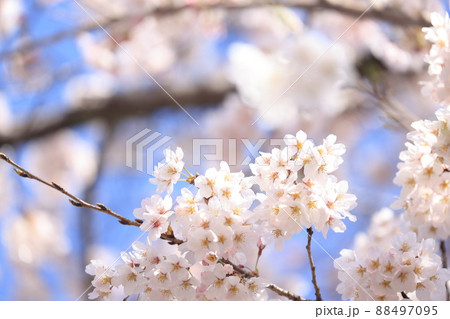 桜の花 88497095
