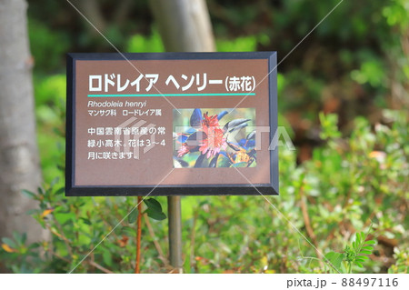 ロドレイア（ロードレイア）　花の名前と説明 88497116