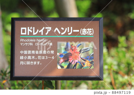 ロドレイア（ロードレイア）　花の名前と説明 88497119