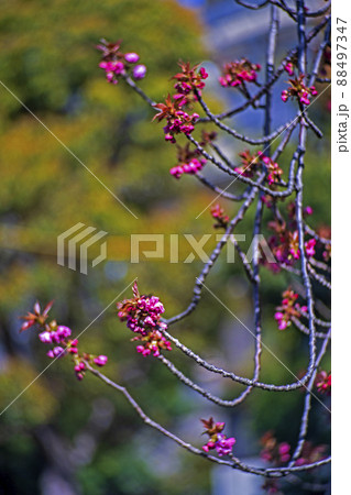 ボケ・モンスターで撮った矢上川のほとりの八重桜「関山」の蕾 ボケ・モンスターで撮った矢上川のほとりの八重桜「関山」の蕾 88497347