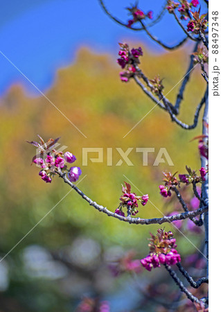 ボケ・モンスターで撮った矢上川のほとりの八重桜「関山」の蕾 88497348