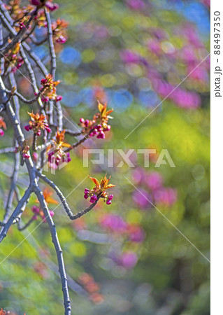 ボケ・モンスターで撮った矢上川のほとりの八重桜「関山」の蕾 ボケ・モンスターで撮った矢上川のほとりの八重桜「関山」の蕾 88497350