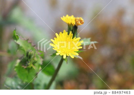 黄色い花をつけた野芥子(ノゲシ) 黄色い花をつけた野芥子(ノゲシ) 88497463