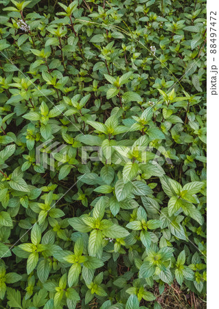 庭にペパーミントが繁殖 庭にペパーミントが繁殖 88497472