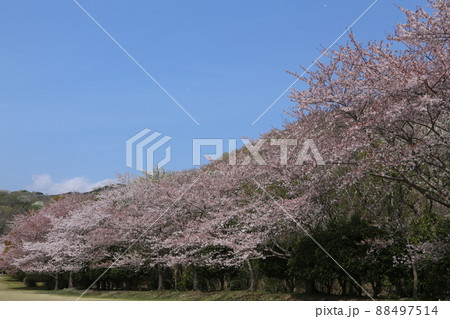 稲取高原の桜満開 88497514