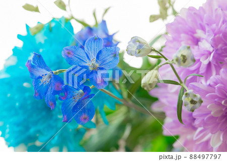 寒色系の生花　染めの菊とデルフィニウム 88497797
