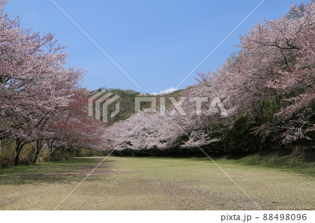 稲取高原の桜 88498096
