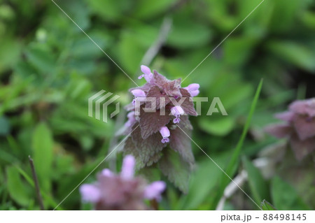日本の早春の野原に咲くヒメオドリコソウのピンクの花 日本の早春の野原に咲くヒメオドリコソウのピンクの花 88498145