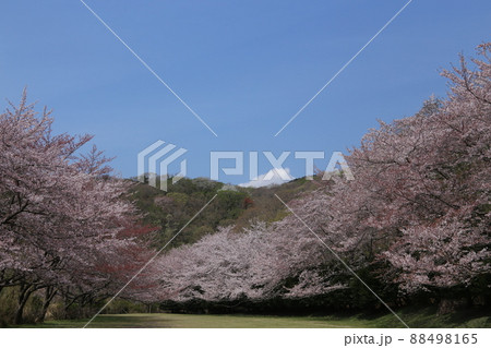 稲取高原の桜 稲取高原の桜 88498165
