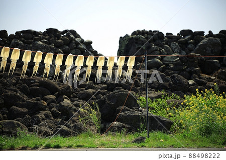 イカ 景色 ベンチ 88498222