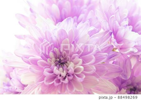 素材 切花 染め 紫の菊 生花 素材 切花 染め 紫の菊 生花 88498269