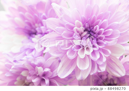素材 切花 染め 紫と白い花びらの菊 生花 素材 切花 染め 紫と白い花びらの菊 生花 88498270