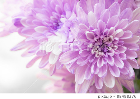 素材 切花 染め 紫の菊 生花 素材 切花 染め 紫の菊 生花 88498276