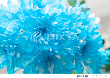 素材　切花　染め　青と白い花びらの菊　生花 88498280