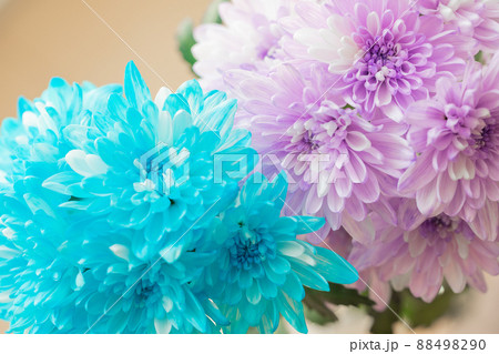 寒色系　切花　染め　青と紫の菊　生花 88498290