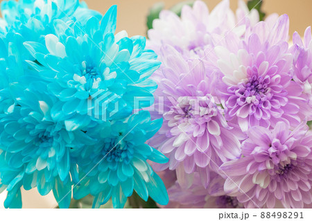 寒色系 切花 染め 菊 寒色系 切花 染め 菊 88498291