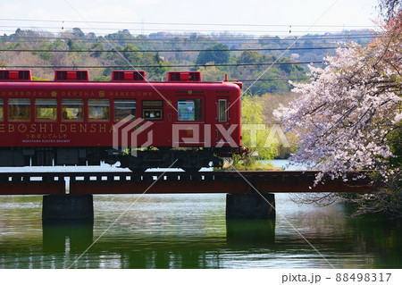 桜満開の大池遊園と和歌山電鐵 88498317