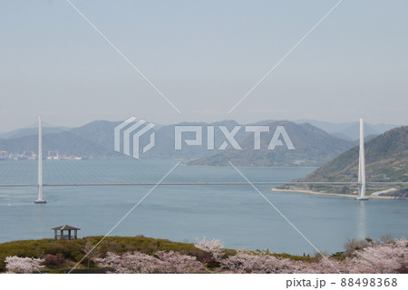 開山公園山頂展望台から見た春の多々羅大橋 88498368