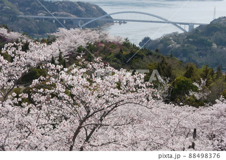 開山公園山頂展望台から見た春の大三島橋 88498376