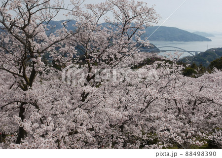開山公園山頂展望台から見た春の大三島橋 開山公園山頂展望台から見た春の大三島橋 88498390
