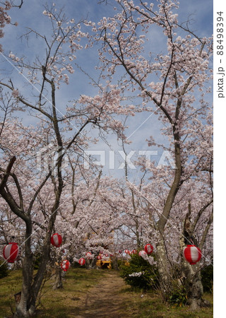 開山公園頂上付近の満開の桜 開山公園頂上付近の満開の桜 88498394