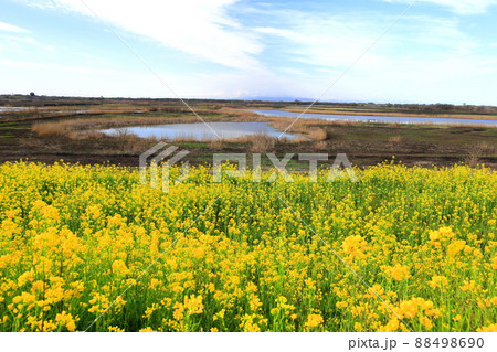 渡良瀬遊水地のヨシ焼き跡と菜の花 渡良瀬遊水地のヨシ焼き跡と菜の花 88498690