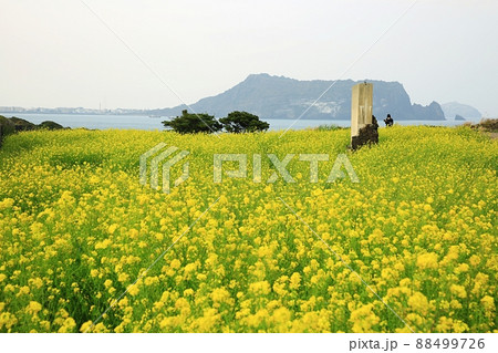 海岸 菜の花 砂浜 88499726
