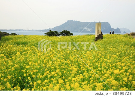 景色 済州島 城山日出峰 88499728