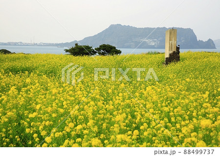 景色 済州島 城山日出峰 88499737