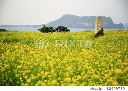 景色 済州島 城山日出峰 88499750