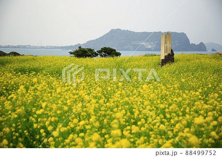 景色 済州島 城山日出峰 88499752