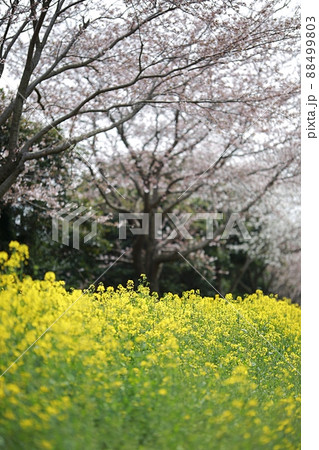 菜の花 砂浜 島 88499803