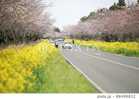 景色 済州島 春 88499812