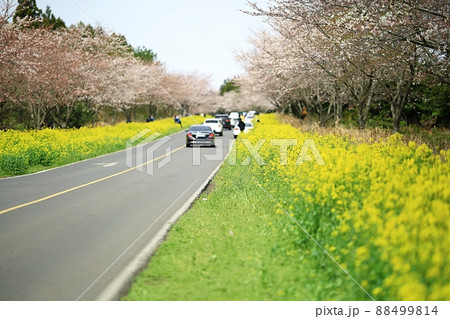 景色 済州島 春 88499814