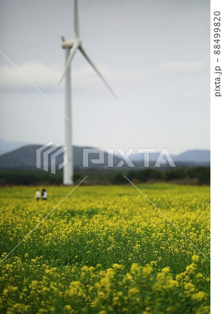菜の花 風車 砂浜 88499820
