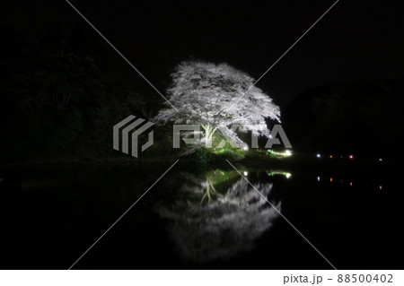 川内ジラカンス桜 川内ジラカンス桜 88500402