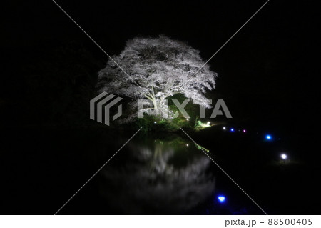 川内ジラカンス桜 88500405