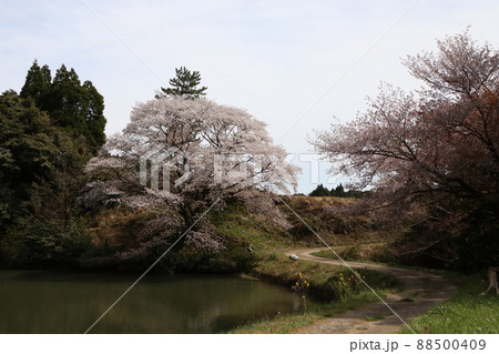 川内ジラカンス桜 川内ジラカンス桜 88500409