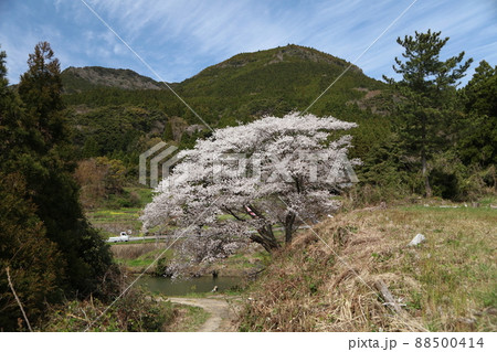 川内ジラカンス桜 川内ジラカンス桜 88500414
