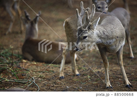 動物 きれい 野生 88500668