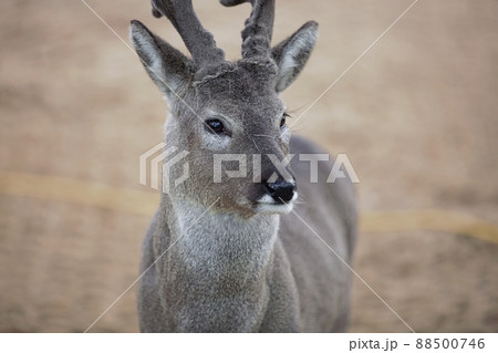 きれい 野生 かわいい 88500746