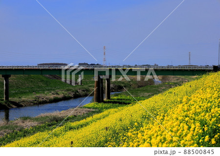 巴波川と菜の花/栃木県栃木市 巴波川と菜の花/栃木県栃木市 88500845