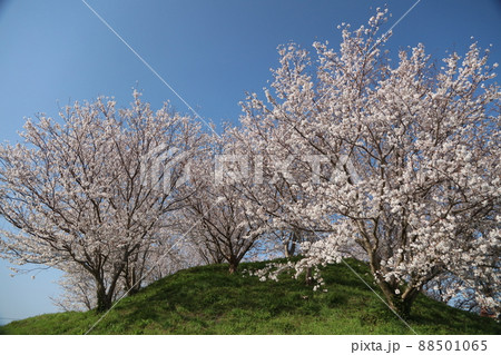 端山古墳の桜 端山古墳の桜 88501065